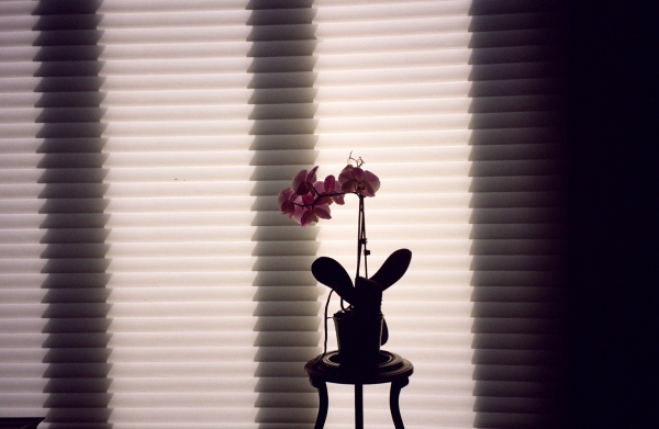 orchidblinds